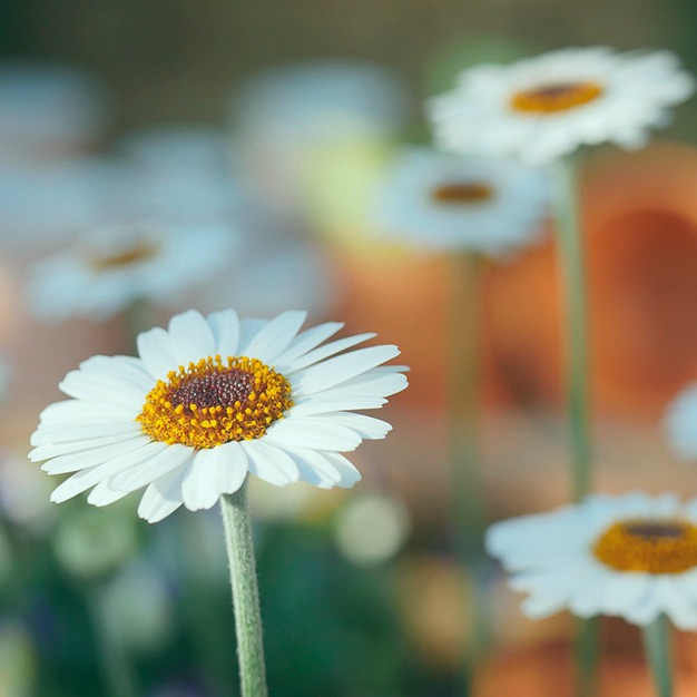 Ideias para sua campanha para a primavera 2019